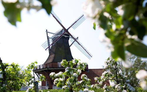 Einst als Windmühle gebaut, heute gutbürgerliches Restaurant mit feiner Heimatküche: Die Mühle Jork / ©Die Mühle Jork