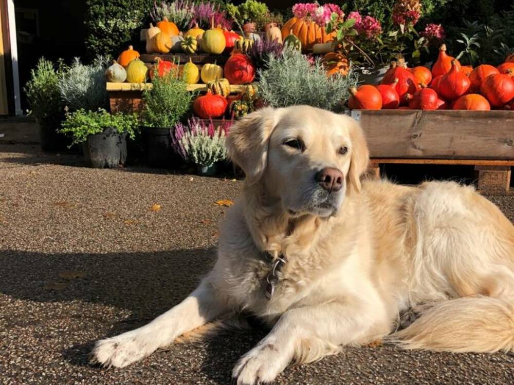 Hofhund Roxy freut sich auf die Besucher des Hofladen Ladiges / © S. Harmsen