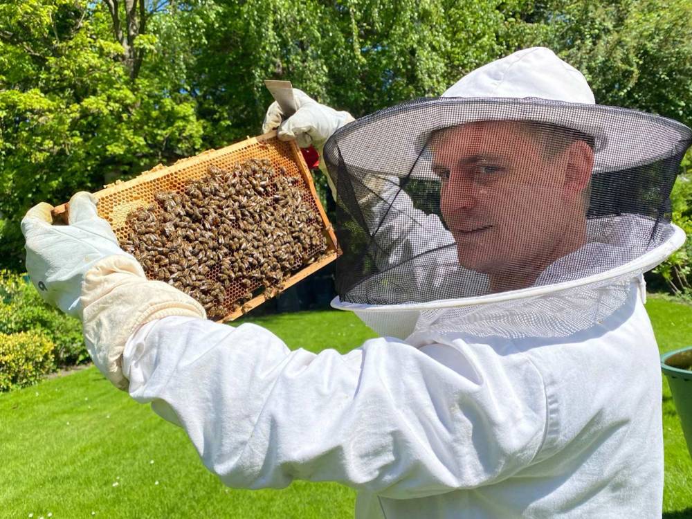 Völker von Honigbienen können eine Größe von 50.000 bis 60.000 Bienen erreichen / ©Imkerei Björn Schumann