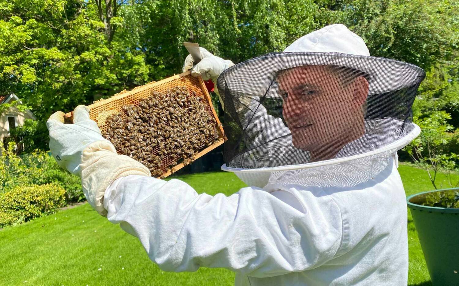 Völker von Honigbienen können eine Größe von 50.000 bis 60.000 Bienen erreichen / ©Imkerei Björn Schumann