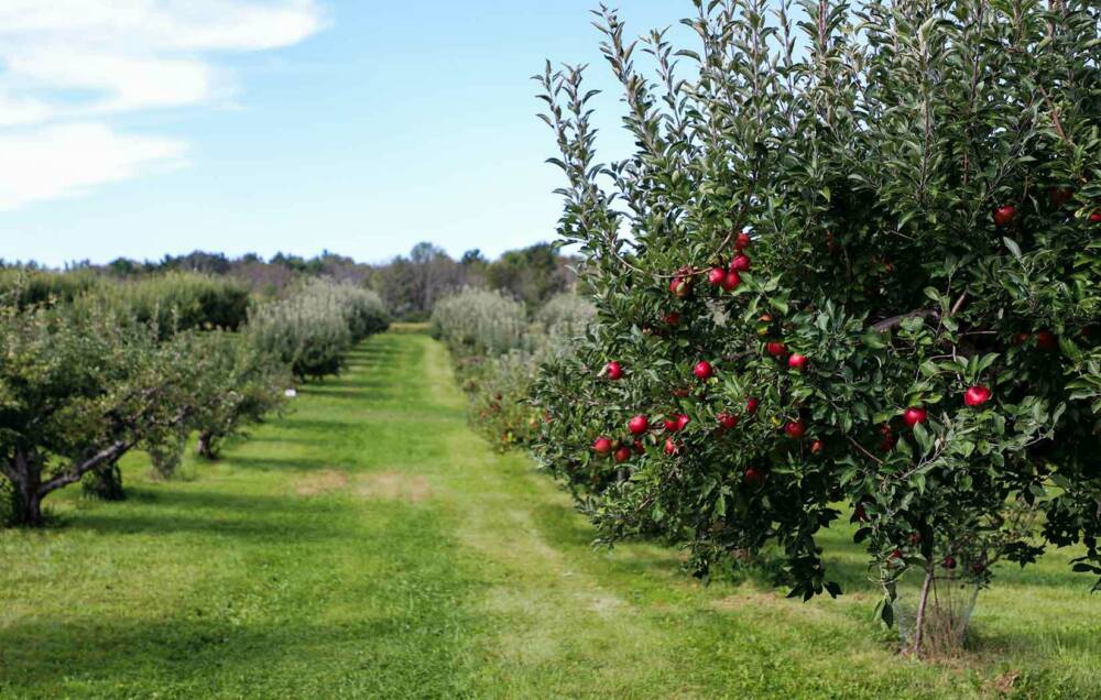 Auf den Plantagen werden diverse Sorten wie Jonagold, Boskoop oder Braeburn angebaut / ©unsplash/Michael Diane Weidner