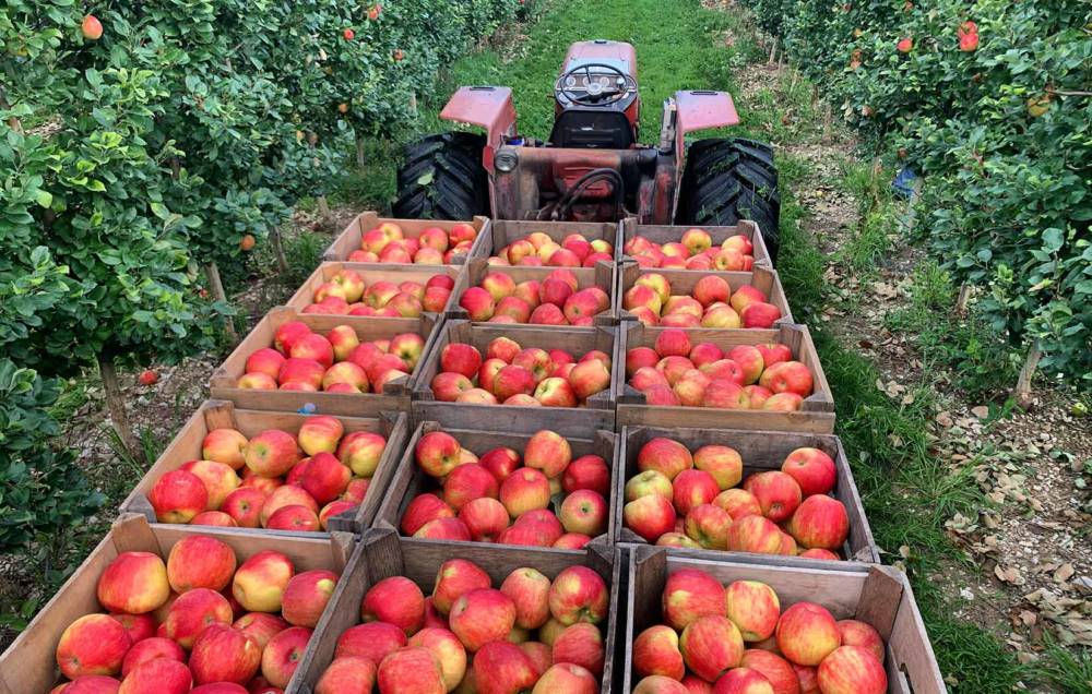 Bei einer Baumpatenschaft werden den Paten mindestens 20 Kilogramm Äpfel garantiert / ©unsplash/Terra Slaybaugh