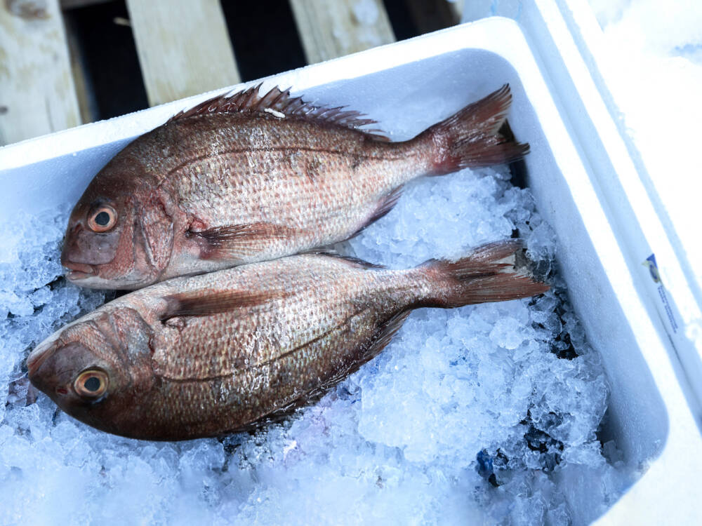 Gut gekühlt hat der Fisch oft schon eine längere Reise hinter sich / ©Jérome Gerull