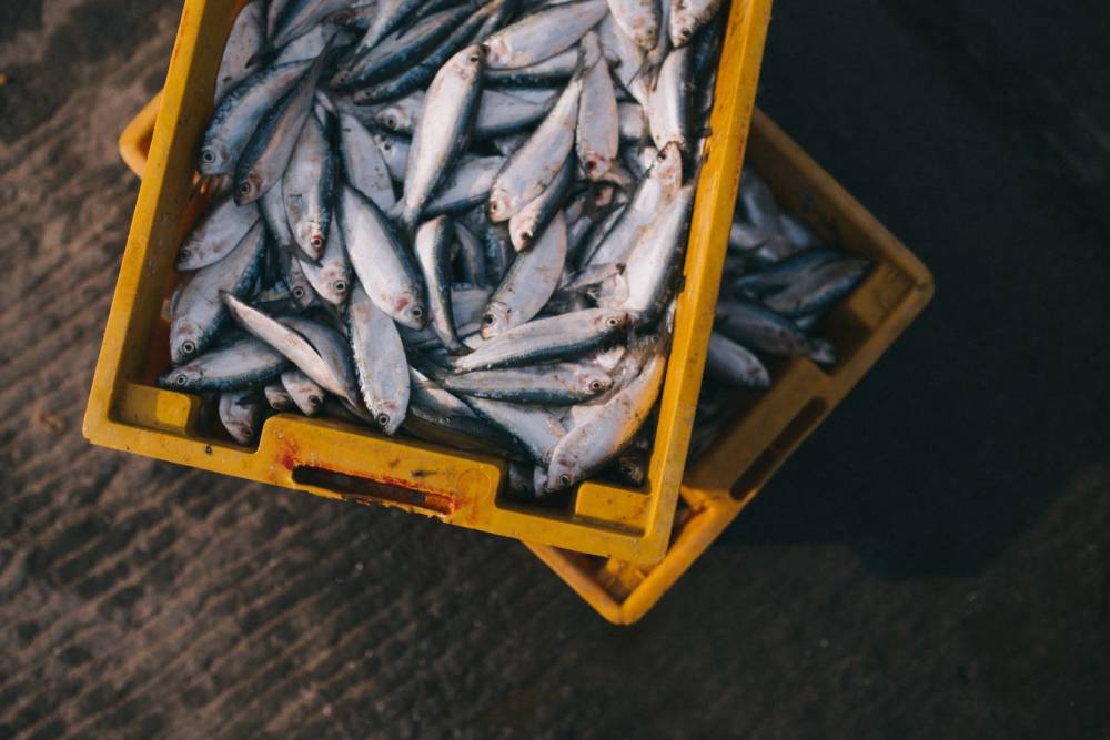 In Niendorf kauft man frischen Fisch bei Mein Fischladen / ©Unsplash/Nguyen Linh