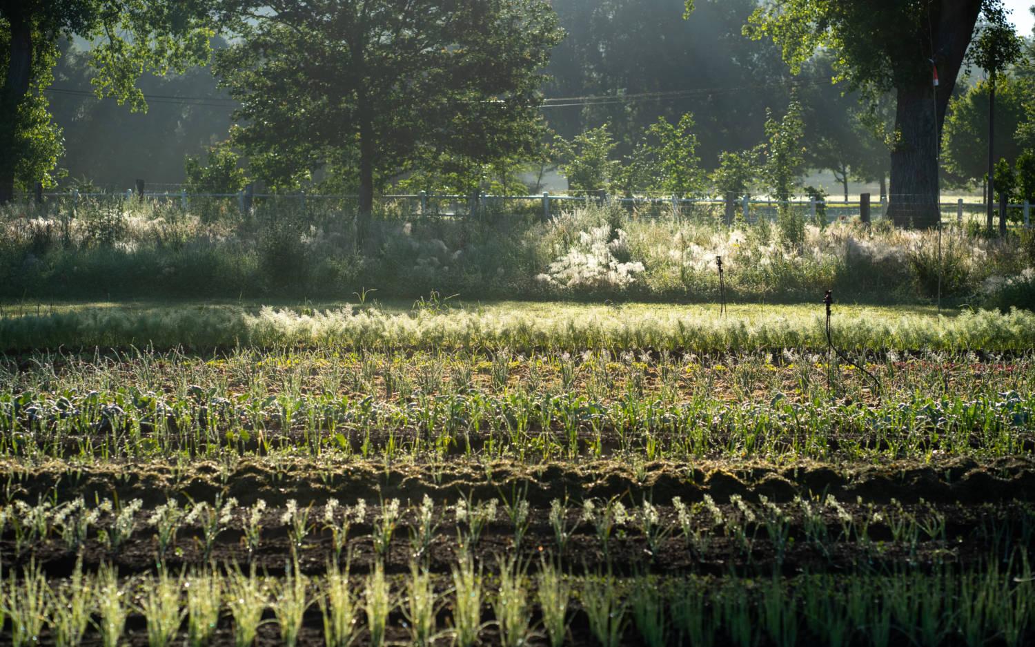 Durch regenerative Landwirtschaft ist der Ertrag höher und den Boden gleichzeitig gesünder / ©Gut Haidehof