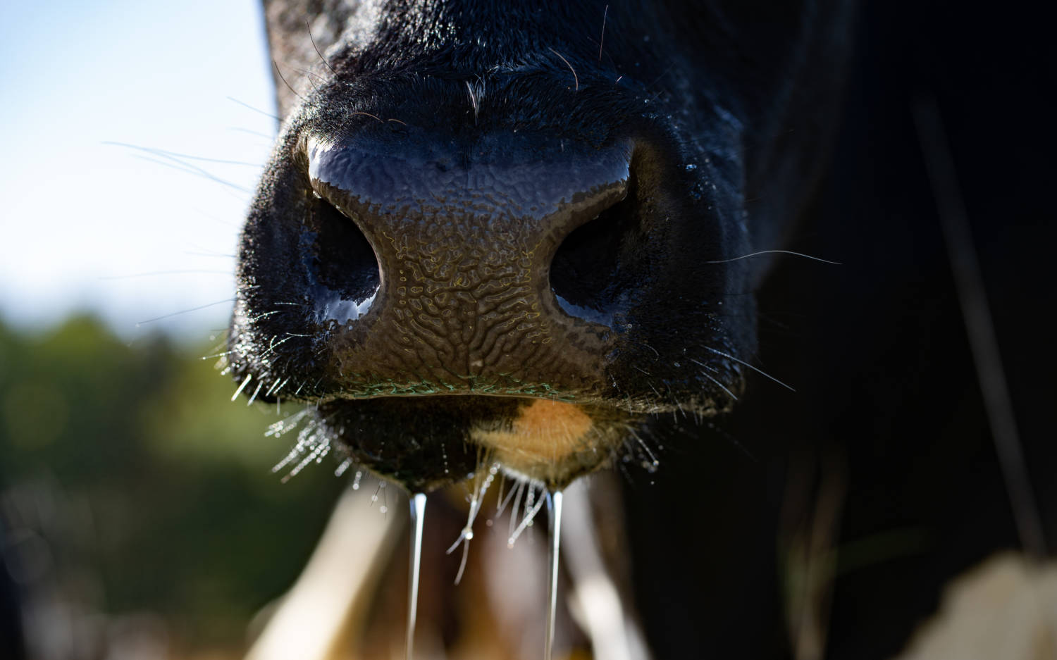Frohe Kühe auf dem Gut Haidehof: Hier stehen die Tiere jeden Tag auf frischem Gras / ©Gut Haidehof