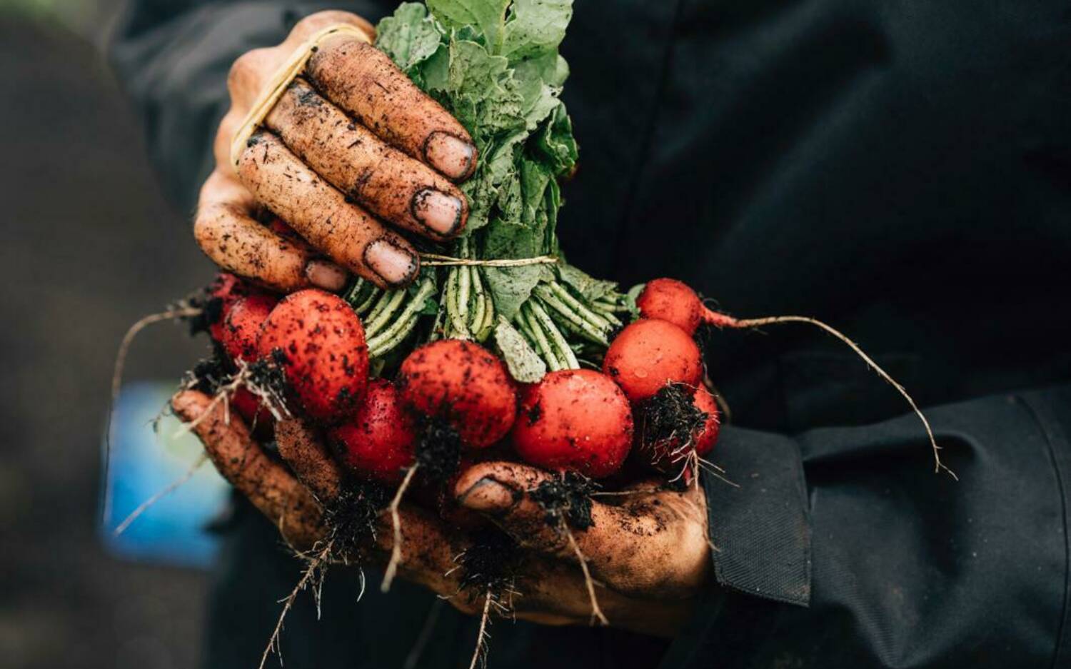 Handarbeit: Die Landwirte und Landwirtinnen arbeiten nicht mit großen Maschinen / ©Jewgeni