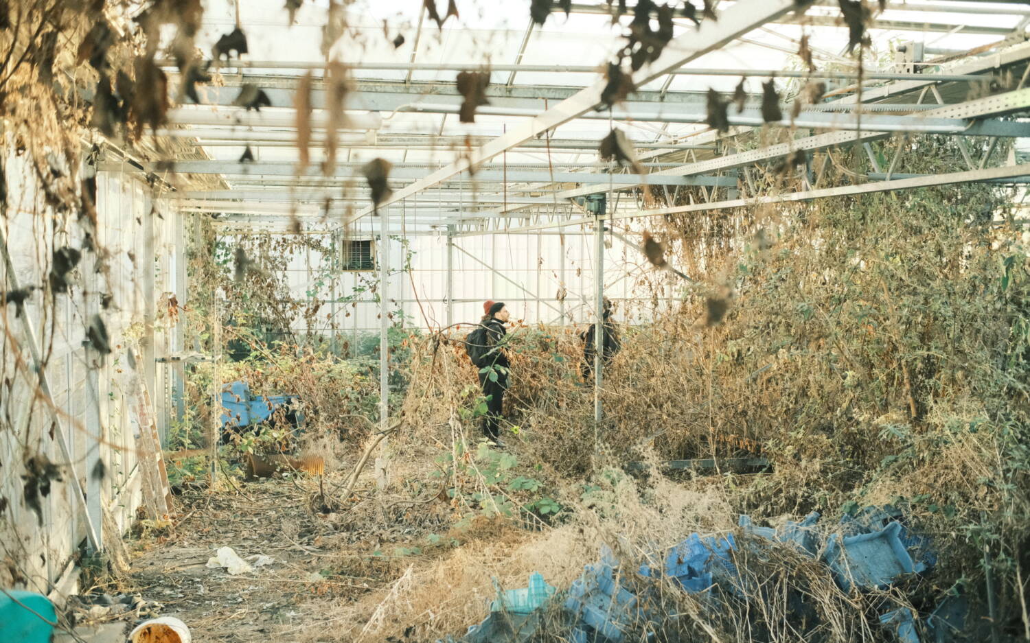 Wild und verwuchert – so findet Flavio (im Bild) das alte Gewächshaus anfangs vor / ©Botanica Urbana