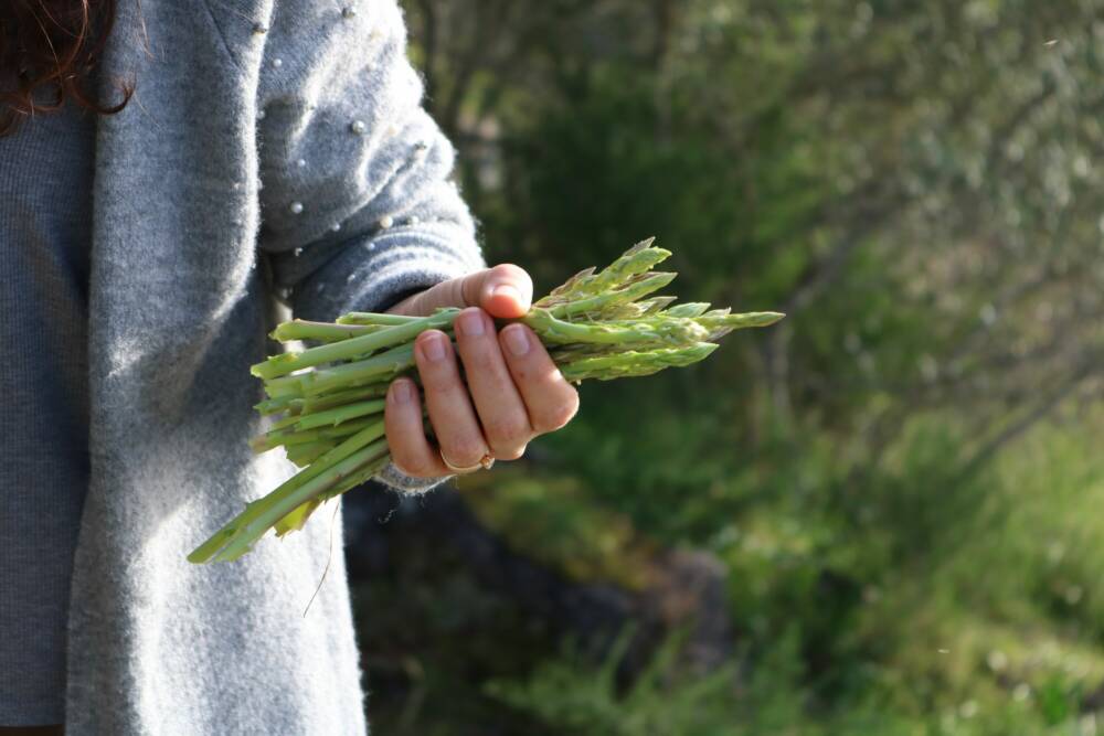 Ob grüner oder weißer Spargel: Auf dem Hof Soltau startet im April die Spargelsaison / ©Unsplash/ Duarte Nunes