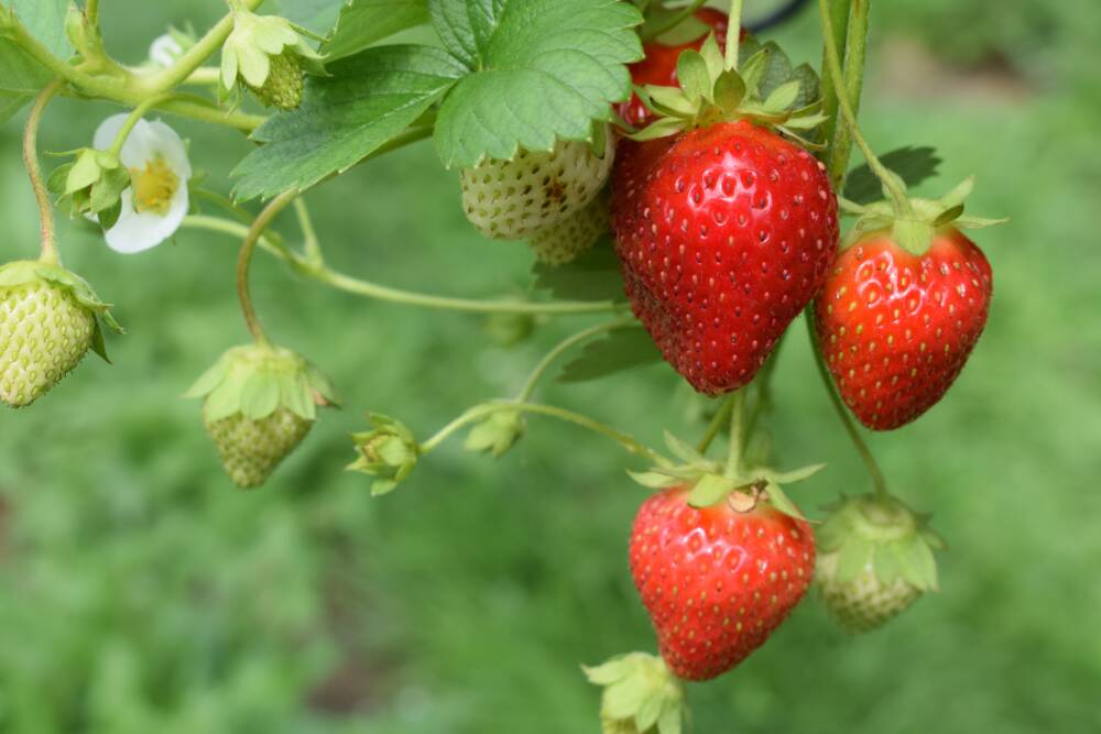 Ab Mitte Juni sind die Börnsener Erdbeeren bereit gepflückt zu werden / ©Unsplash/Oliver Hale