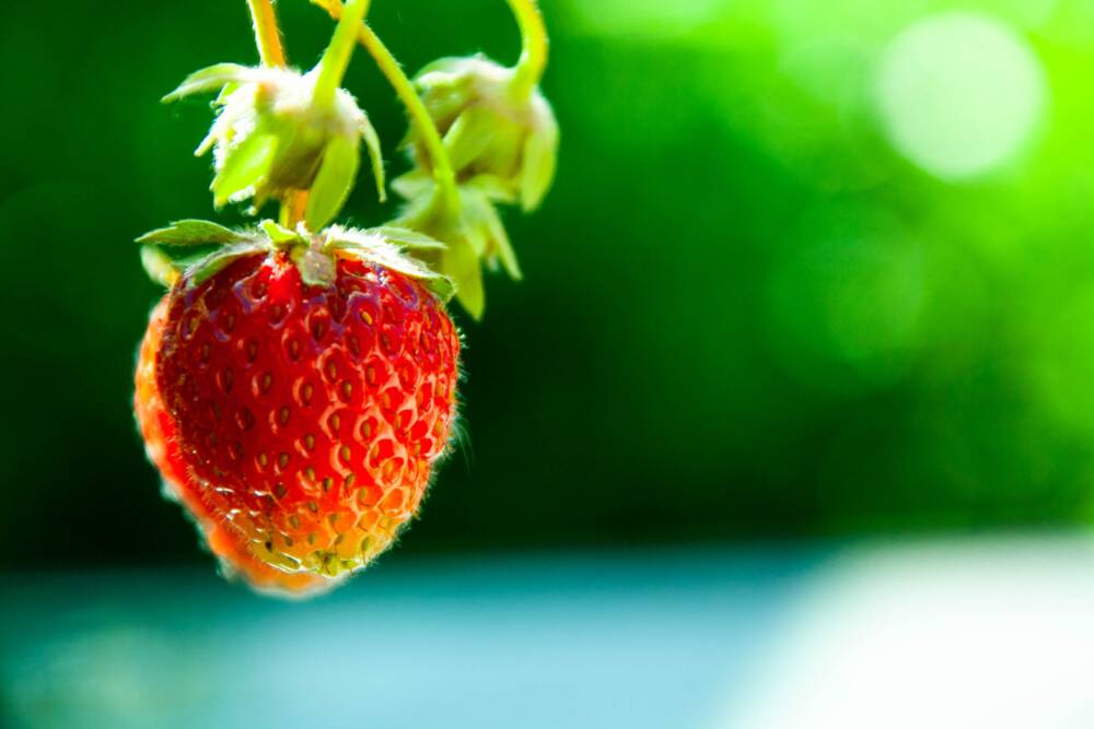 Auf dem Obsthof Heitmann können drei verschiedene Erdbeersorten gepflückt werden / ©Unsplash/Robin St.