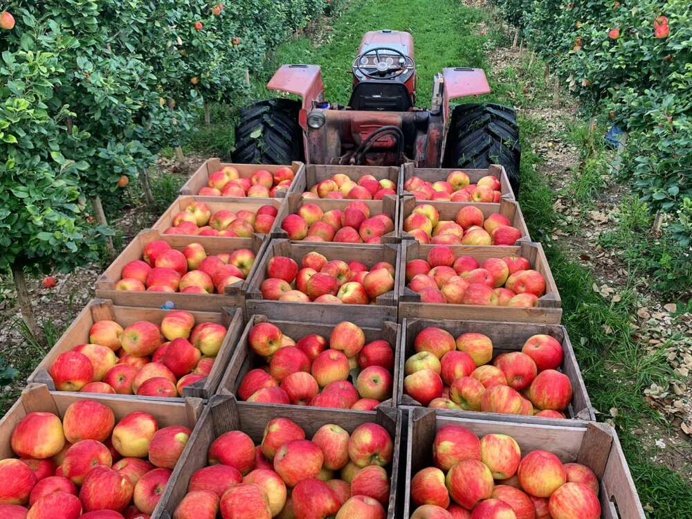 Bei einer Baumpatenschaft werden den Paten mindestens 20 Kilogramm Äpfel garantiert / ©Unsplash/Terra Slaybaugh