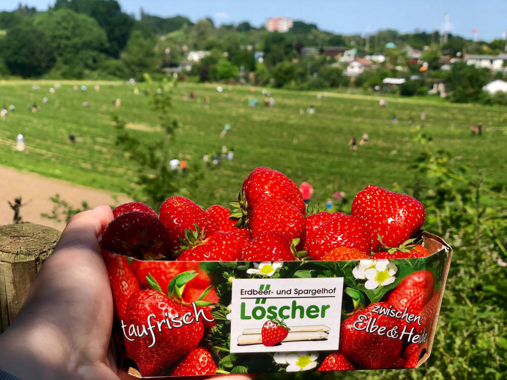Der Erdbeerhof Löscher hat vier Selbstpflückfelder in Hamburgs Umgebung / ©Hof Löscher