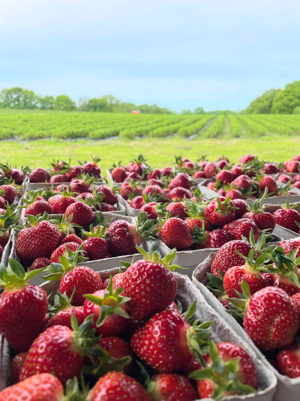 Die Erdbeerfelder von Glantz sind bereit für fleißige Pflückerinnen und Pflücker / ©Erdbeerhof Glantz