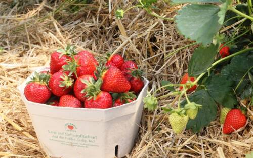 Erdbeeren pflücken in Hamburg ist eine beliebte Sommertradition / ©Erdbeerhof Glantz