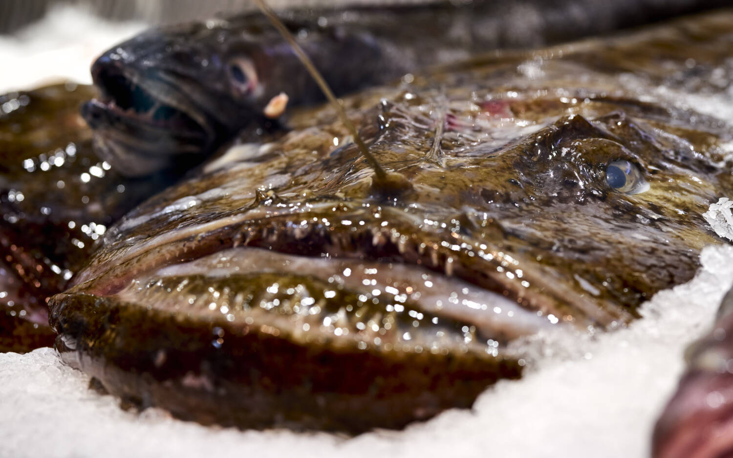 Jeden Morgen wird Hagenah mit einer großen Auswahl verschiedener Fischspezialitäten beliefert / ©Marc Sill