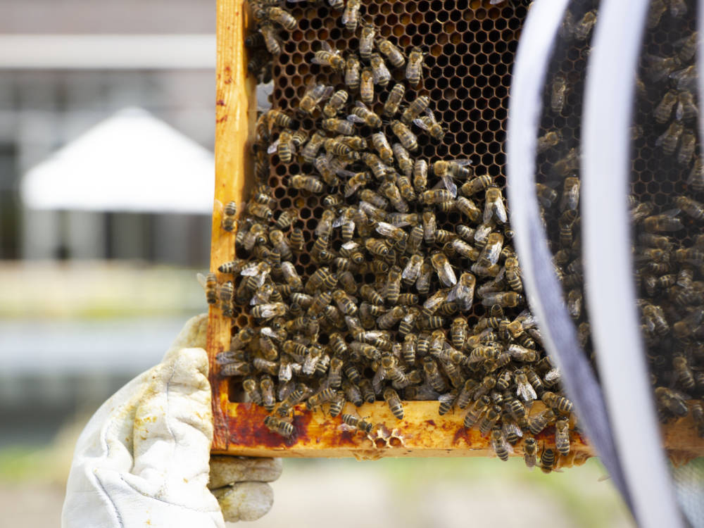 Dani Zastrow von Place4Bees nimmt ihr Bienenvolk genau unter die Lupe / ©Johanna Zobel