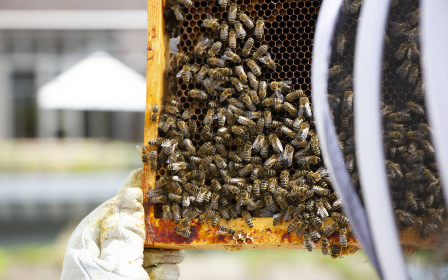 Dani Zastrow von Place4Bees nimmt ihr Bienenvolk genau unter die Lupe / ©Johanna Zobel
