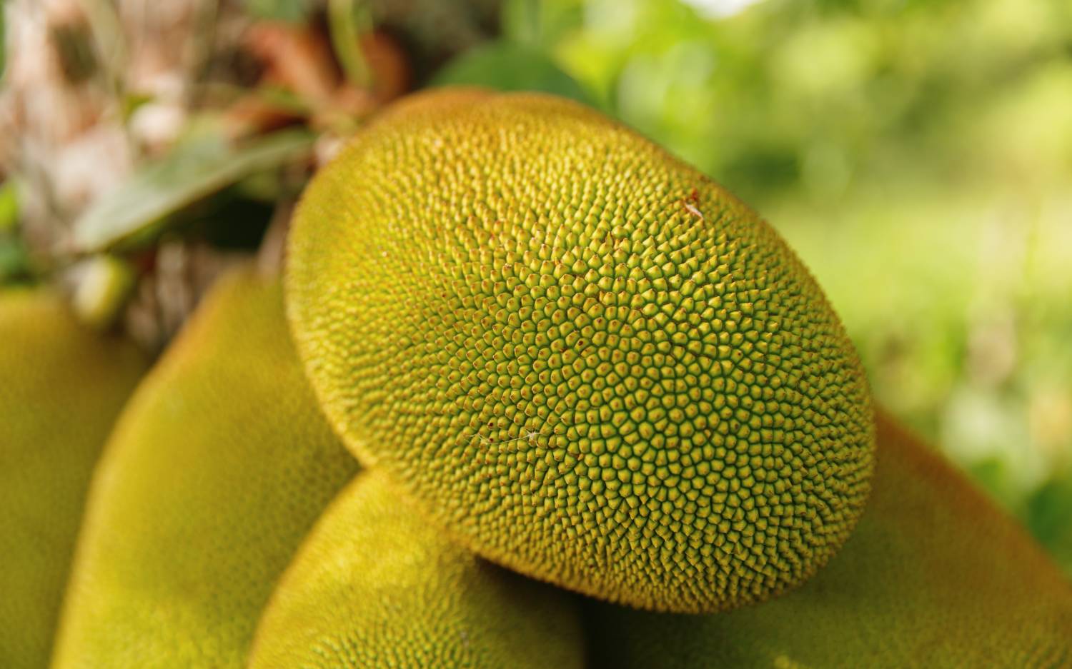 Jackfruit als Fleischersatz im Lam Vegan: Probieren lohnt sich / ©Unsplash/Rakeem Burrell