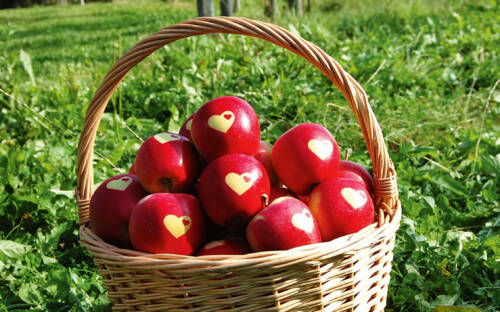 Ein Herz für Äpfel: der Herzapfelhof Lühs im Alten Land / ©Herzapfelhof Lühs