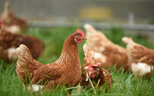 Hier leben glückliche Hühner: Das Gut Drült in Stoltebüll setzt auf nachhaltige Landwirtschaft / ©Unsplash/ Thomas Iversen
