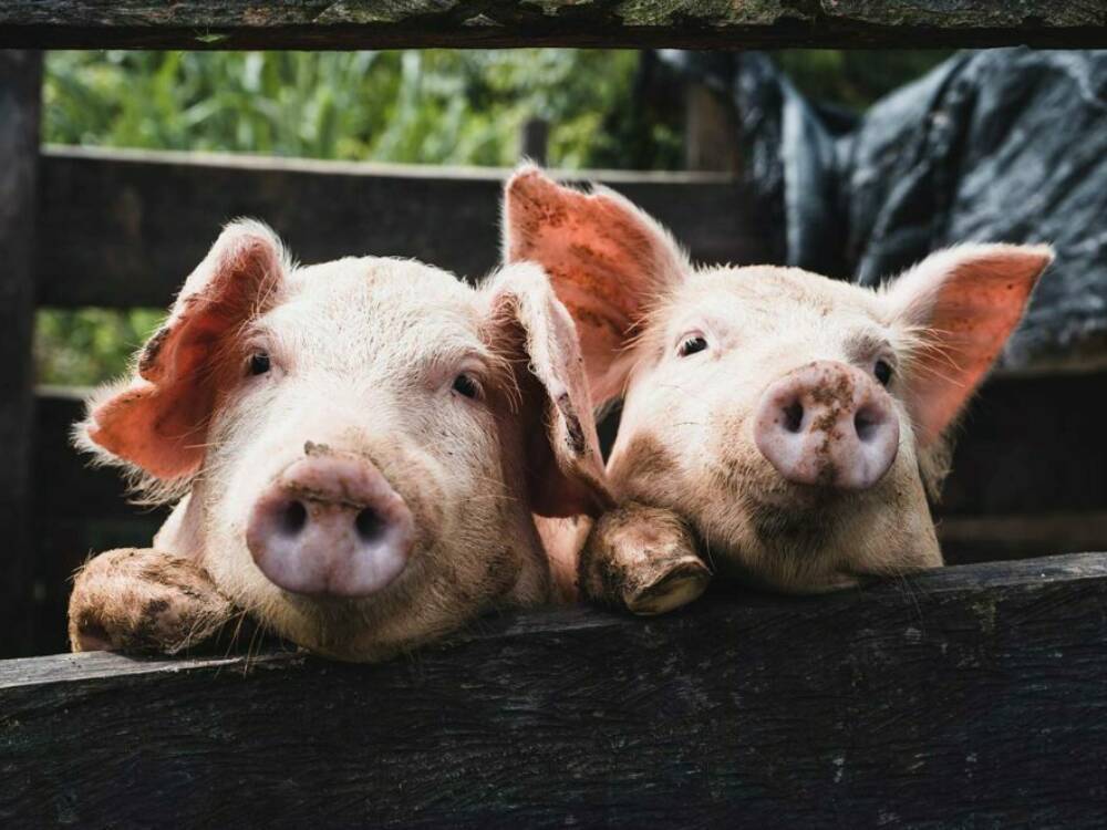 Auf einigen Höfen sind auch tierische Bewohner zu sehen / ©Unsplash/Kenneth Schipper Vera
