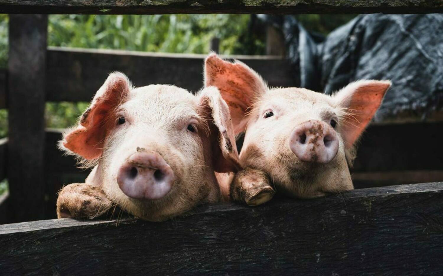Auf einigen Höfen sind auch tierische Bewohner zu sehen / ©Unsplash/Kenneth Schipper Vera