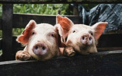 Auf einigen Höfen sind auch tierische Bewohner zu sehen / ©Unsplash/Kenneth Schipper Vera