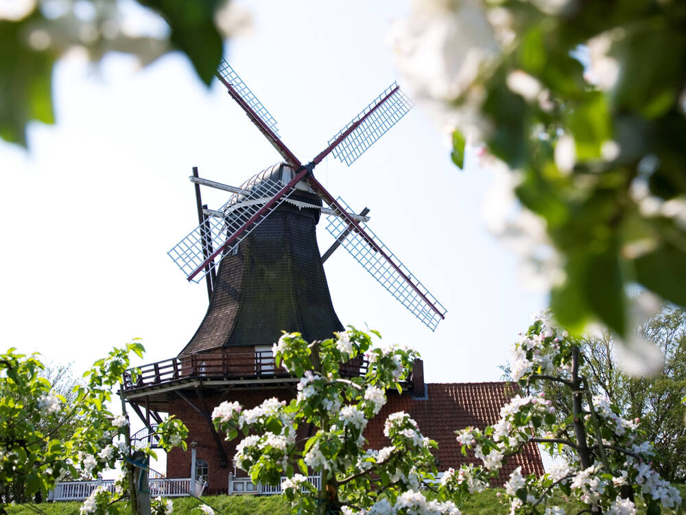 Einst als Windmühle gebaut, heute gutbürgerliches Restaurant mit feiner Heimatküche: Die Mühle Jork / ©Die Mühle Jork
