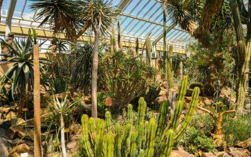 Auch im Botanischen Garten in Osdorf setzen sich Besucher auf ein Getränk oder einen Kuchen ins Schmidtchen / ©Unsplash/ Yana Vandeborne