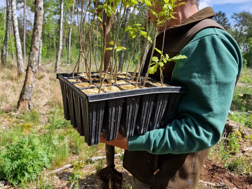 Die Wasserhelden pflanzen gemeinsam mit dem Trinkwasserwald e. V. Grundwasserwälder für das Trinkwasser von morgen /©Wasserhelden