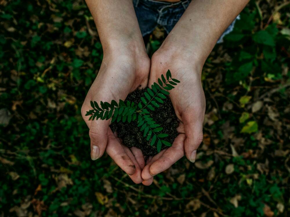 Nachhaltigkeit ist für Chefs Culinar ein wichtiges Thema / ©Unsplash/Noah Buscher