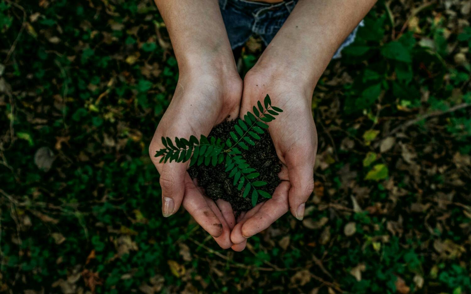 Nachhaltigkeit ist für Chefs Culinar ein wichtiges Thema / ©Unsplash/Noah Buscher