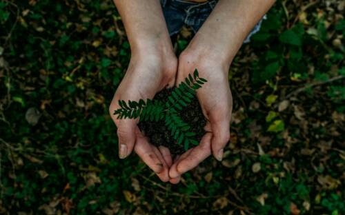 Nachhaltigkeit ist für Chefs Culinar ein wichtiges Thema / ©Unsplash/Noah Buscher