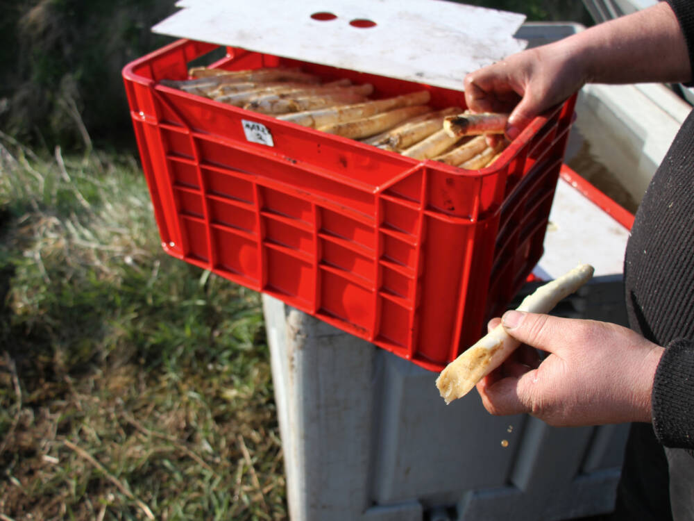 Frisch vom Feld: Hier gibt es leckeren Spargel / ©Johanna Zobel