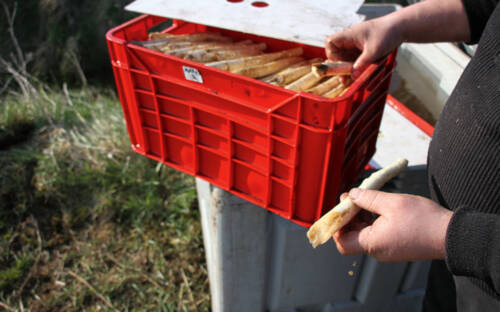 Frisch vom Feld: Hier gibt es leckeren Spargel / ©Johanna Zobel