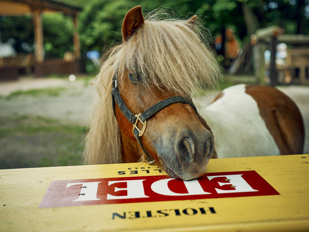 Willkommen bei der Pony Waldschänke: hier haben nicht nur die tierischen Bewohner eine gute Zeit / ©Marc Sill