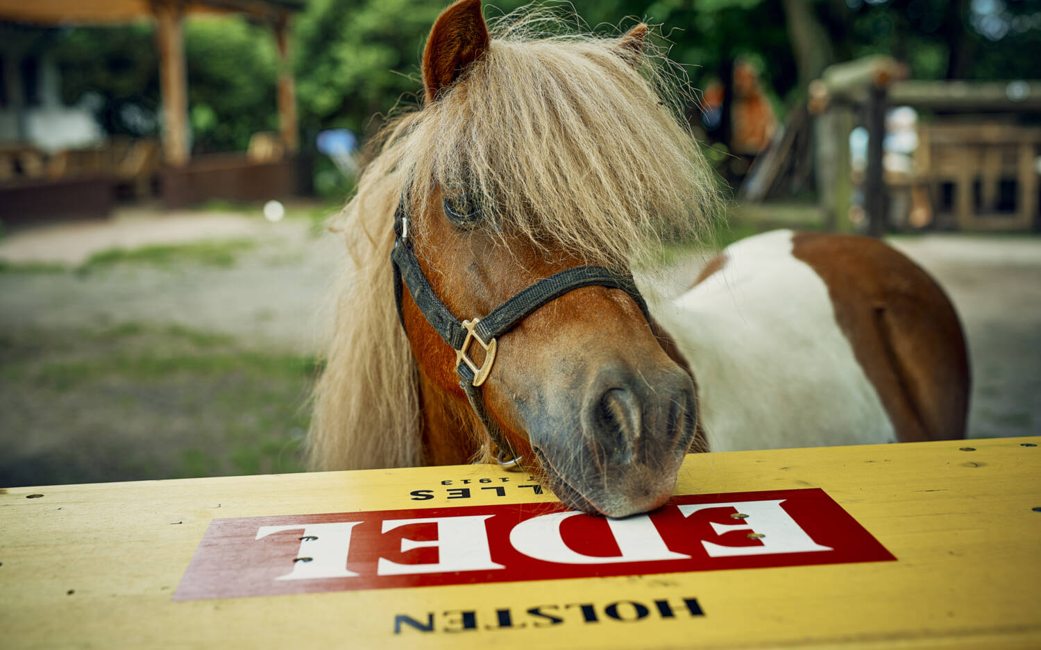 Willkommen bei der Pony Waldschänke: hier haben nicht nur die tierischen Bewohner eine gute Zeit / ©Marc Sill