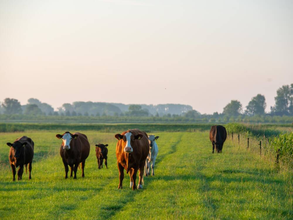 Sieht nicht nach Gastro aus. Aber von der Krautsandfarm kommen Produkte für eine Neueröffnung in Hamburg / ©Malvin Keppler