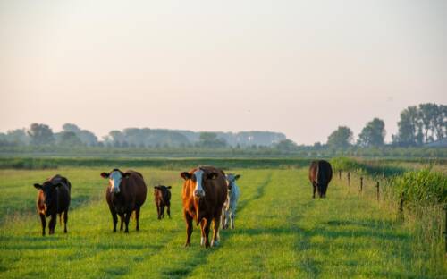 Sieht nicht nach Gastro aus. Aber von der Krautsandfarm kommen Produkte für eine Neueröffnung in Hamburg / ©Malvin Keppler