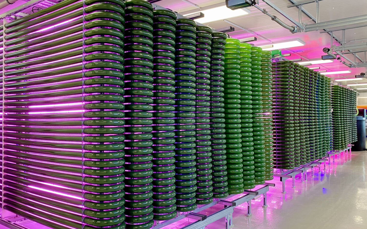 Das „Ais“ der Convenience GmbH ist das erste Speiseeis auf Frischalgenbasis: als Rohstoff dient die regional gezüchtete Spirulina-Alge / ©Algenwerk