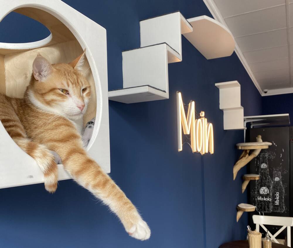 Ein Katzencafé darf in Hamburg nicht fehlen / ©Katharina Stertzenbach