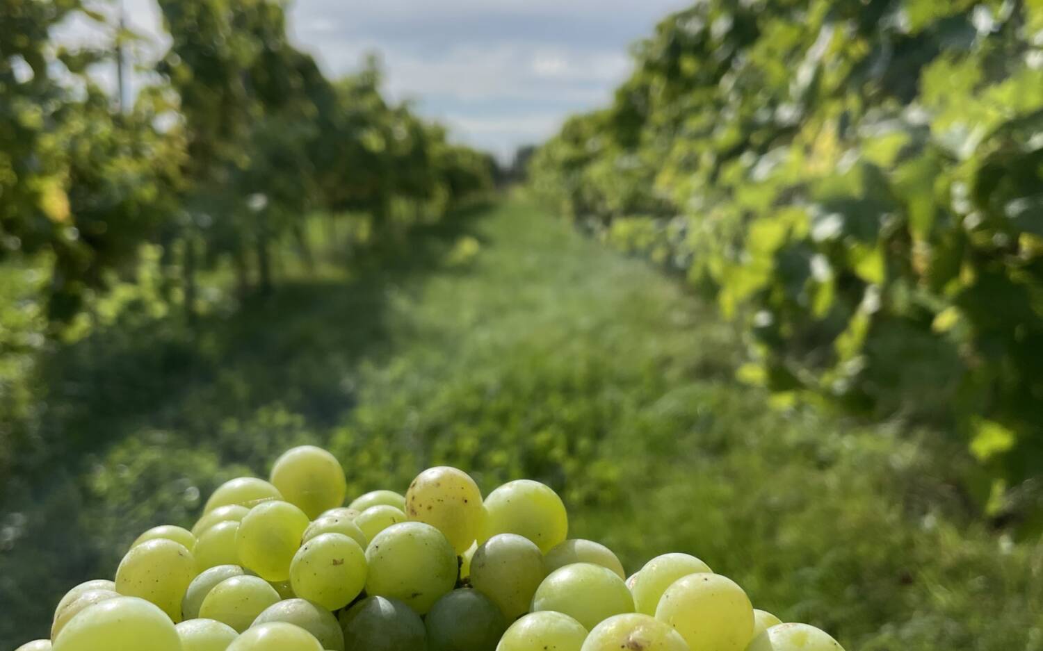 Frische Trauben, die bald Hamburgs erster Naturwein werden / ©Tjark Lüneburg