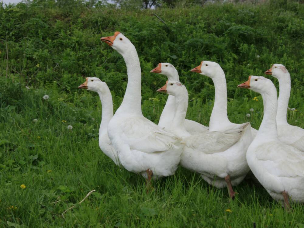 Kein Freigang für Gänse: Seit Ende Oktober besteht in Deutschland Stallpflicht für Geflügel / ©Unsplash / Kateryna Shevchenko