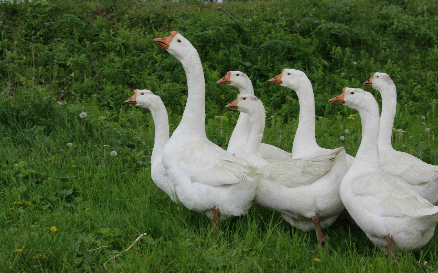 Kein Freigang für Gänse: Seit Ende Oktober besteht in Deutschland Stallpflicht für Geflügel / ©Unsplash / Kateryna Shevchenko