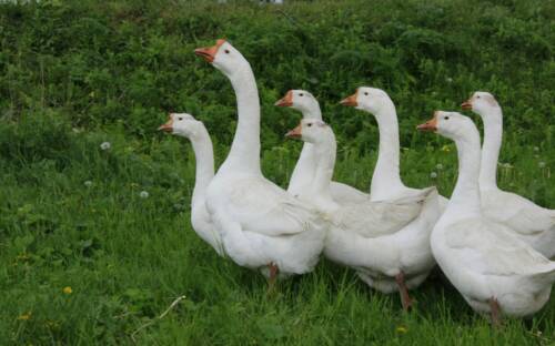 Kein Freigang für Gänse: Seit Ende Oktober besteht in Deutschland Stallpflicht für Geflügel / ©Unsplash / Kateryna Shevchenko