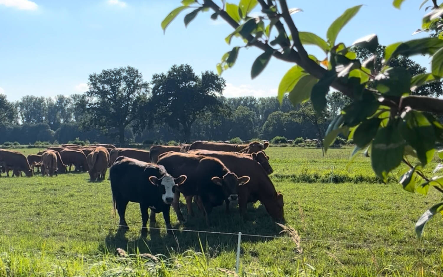 Auf den weiten Wiesen des Hof Eggers leben vierbeinige Bewohner / ©Alice von der Laden