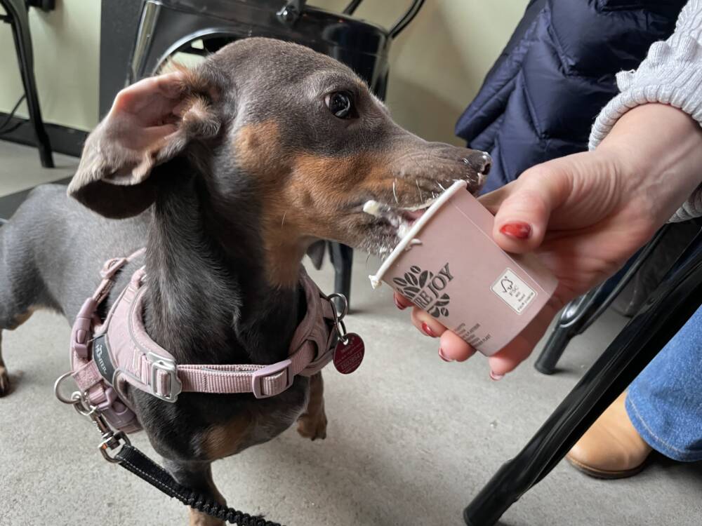 In der Mitte Altona wird man zwar nicht von einem Dackel bedient, dafür aber freudestrahlend begrüßt / ©Alina Fedorova