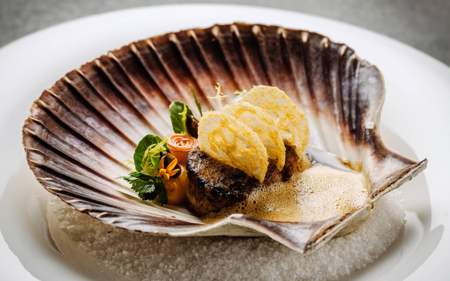 Brillante Jakobsmuschel – / ©Kai3