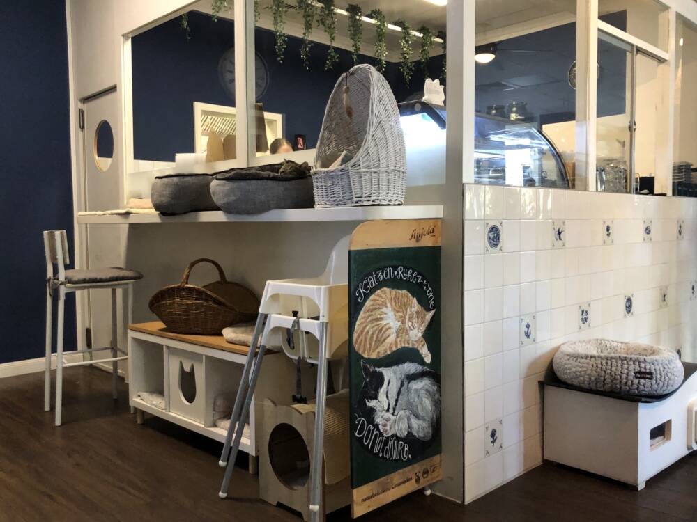 Das Katersköök bietet Katzenliebhabern ein seltenes Schauspiel / ©Genuss-Guide